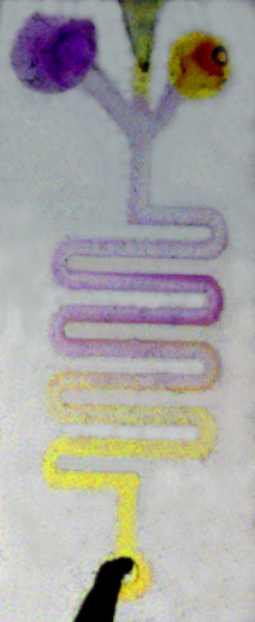 NPer Kapillareffekt fließt eine Säure in die mit pH-Indikator (gelb) gefüllte Mikrostruktur mit einer Kanalbreite von etwa 350 Mikrometern, die aus Liquid Glass geformt wurde.(Bild: KIT)